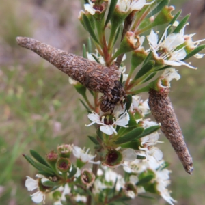 Lepidoscia (genus) IMMATURE at QPRC LGA - 9 Dec 2023