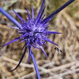 Apiformes (informal group) at Franklin Grassland (FRA_5) - 27 Nov 2023