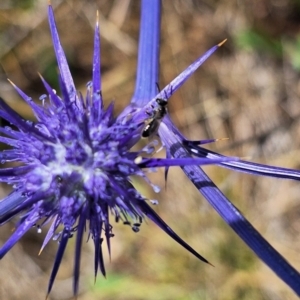 Apiformes (informal group) at Franklin Grassland (FRA_5) - 27 Nov 2023