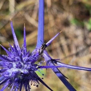 Apiformes (informal group) at Franklin Grassland (FRA_5) - 27 Nov 2023