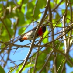 Dicaeum hirundinaceum (Mistletoebird) at Cranbrook, QLD - 9 Dec 2023 by TerryS