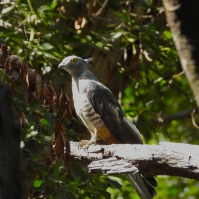 Aviceda subcristata (Pacific Baza) at Cranbrook, QLD - 10 Dec 2023 by TerryS