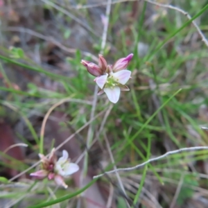 Laxmannia gracilis at QPRC LGA - 9 Dec 2023 04:21 PM