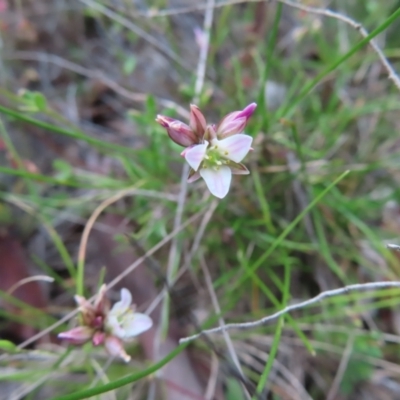 Laxmannia gracilis (Slender Wire Lily) at Bombay, NSW - 9 Dec 2023 by MatthewFrawley