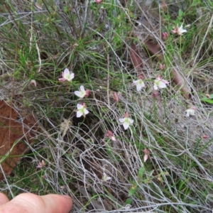 Laxmannia gracilis at QPRC LGA - 9 Dec 2023 04:21 PM