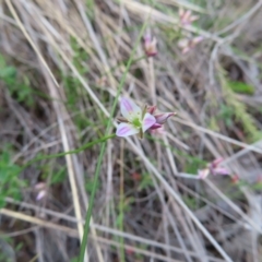 Laxmannia gracilis at QPRC LGA - 9 Dec 2023 04:21 PM