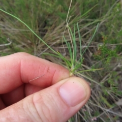 Laxmannia gracilis at QPRC LGA - 9 Dec 2023 04:21 PM