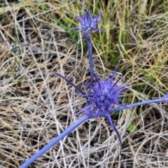 Apiformes (informal group) (Unidentified bee) at Budjan Galindji (Franklin Grassland) Reserve - 27 Nov 2023 by JenniM