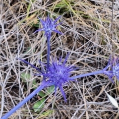 Apiformes (informal group) at Franklin Grassland (FRA_5) - 27 Nov 2023 11:36 AM