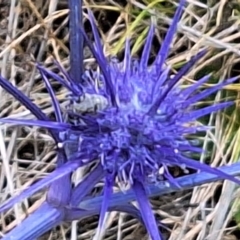 Apiformes (informal group) at Franklin Grassland (FRA_5) - 27 Nov 2023 11:36 AM