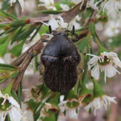 Bisallardiana gymnopleura (Brown flower chafer) at Bombay, NSW - 9 Dec 2023 by MatthewFrawley