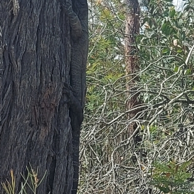 Varanus varius (Lace Monitor) at Ben Boyd National Park - 7 Dec 2023 by GirtsO