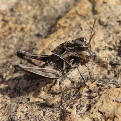 Gastrimargus musicus (Yellow-winged Locust or Grasshopper) at Bombay, NSW - 9 Dec 2023 by MatthewFrawley