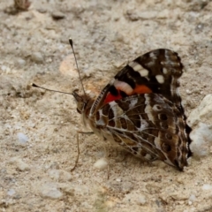 Vanessa kershawi (Australian Painted Lady) at Moruya, NSW - 7 Dec 2023 by LisaH