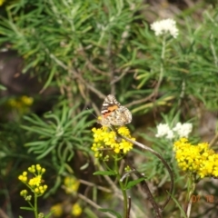 Vanessa kershawi (Australian Painted Lady) at Ben Boyd National Park - 7 Dec 2023 by GirtsO