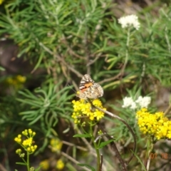 Unidentified Butterfly (Lepidoptera, Rhopalocera) at Green Cape, NSW - 7 Dec 2023 by GirtsO