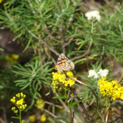 Unidentified Butterfly (Lepidoptera, Rhopalocera) at Green Cape, NSW - 7 Dec 2023 by GirtsO