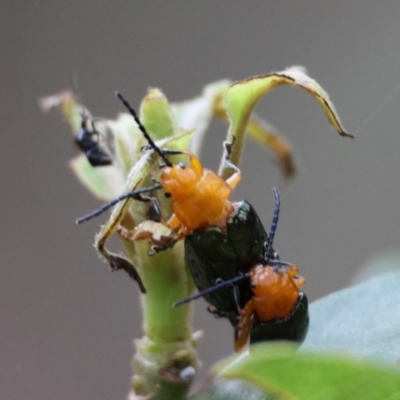 Adoxia sp. (genus) (Leaf beetle) at Moruya, NSW - 8 Dec 2023 by LisaH