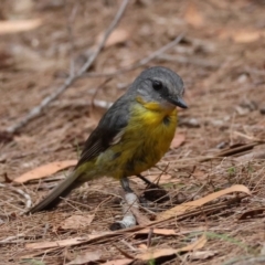 Eopsaltria australis (Eastern Yellow Robin) at Moruya, NSW - 8 Dec 2023 by LisaH