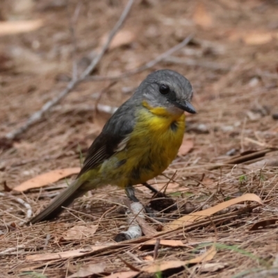 Eopsaltria australis (Eastern Yellow Robin) at Moruya, NSW - 8 Dec 2023 by LisaH