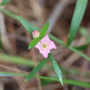 Boronia polygalifolia at Moruya, NSW - suppressed