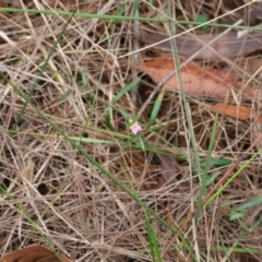 Boronia polygalifolia at Moruya, NSW - suppressed