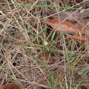 Boronia polygalifolia at Moruya, NSW - suppressed