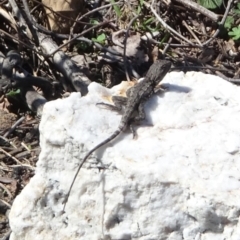 Amphibolurus muricatus (Jacky Lizard) at Ben Boyd National Park - 6 Dec 2023 by GirtsO