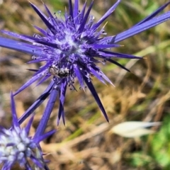 Apiformes (informal group) (Unidentified bee) at Budjan Galindji (Franklin Grassland) Reserve - 27 Nov 2023 by JenniM