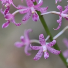 Dipodium punctatum (Blotched Hyacinth Orchid) at Moruya, NSW - 7 Dec 2023 by LisaH