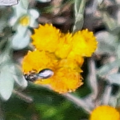 Apiformes (informal group) (Unidentified bee) at Harrison, ACT - 27 Nov 2023 by JenniM