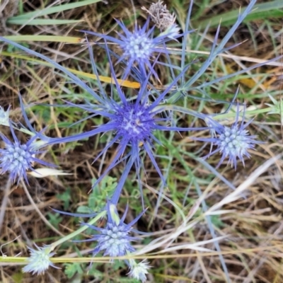 Lasioglossum (Homalictus) sp. (genus & subgenus) (Furrow Bee) at Budjan Galindji (Franklin Grassland) Reserve - 27 Nov 2023 by JenniM