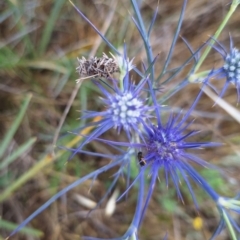 Lasioglossum (Homalictus) sp. (genus & subgenus) at Franklin Grassland (FRA_5) - 27 Nov 2023