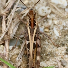 Oedaleus australis at Moruya, NSW - suppressed