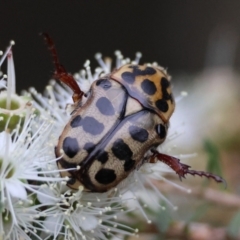 Neorrhina punctatum (Spotted flower chafer) at Moruya, NSW - 7 Dec 2023 by LisaH