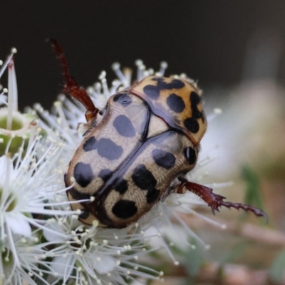 Neorrhina punctatum (Spotted flower chafer) at Moruya, NSW - 7 Dec 2023 by LisaH