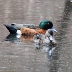 Anas castanea (Chestnut Teal) at Moruya, NSW - 8 Dec 2023 by LisaH