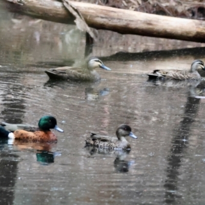 Anas superciliosa (Pacific Black Duck) at Moruya, NSW - 8 Dec 2023 by LisaH