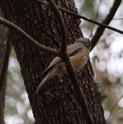 Pachycephala rufiventris (Rufous Whistler) at Moruya, NSW - 8 Dec 2023 by LisaH