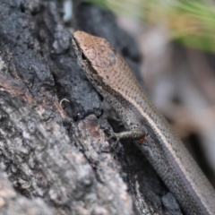 Lampropholis delicata (Delicate Skink) at Moruya, NSW - 8 Dec 2023 by LisaH