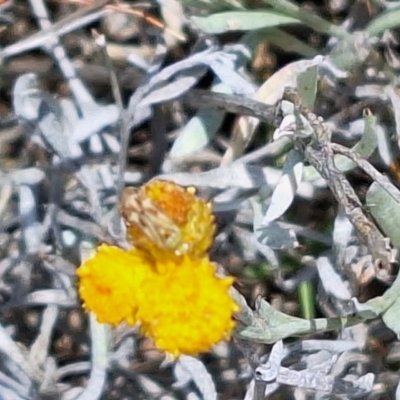 Miridae (family) (Unidentified plant bug) at Budjan Galindji (Franklin Grassland) Reserve - 27 Nov 2023 by JenniM