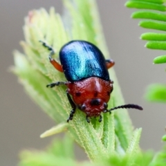 Calomela moorei (Acacia Leaf Beetle) at Moruya, NSW - 8 Dec 2023 by LisaH