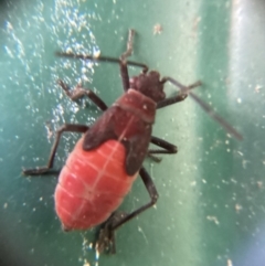 Leptocoris mitellatus (Leptocoris bug) at Holt, ACT - 10 Dec 2023 by THATJAYKIDRICK