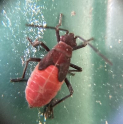 Leptocoris mitellatus (Leptocoris bug) at Holt, ACT - 10 Dec 2023 by THATJAYKIDRICK