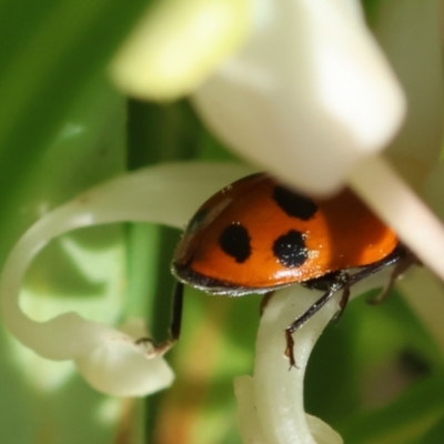 Hippodamia variegata (Spotted Amber Ladybird) at Moruya, NSW - 9 Dec 2023 by LisaH