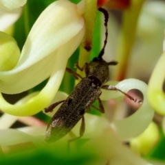 Unidentified Beetle (Coleoptera) by LisaH