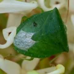 Cuspicona simplex at Moruya, NSW - suppressed