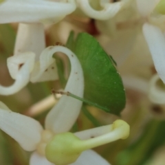 Cuspicona simplex at Moruya, NSW - suppressed