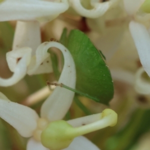 Cuspicona simplex at Moruya, NSW - suppressed