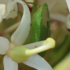 Cuspicona simplex at Moruya, NSW - suppressed
